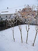 Třibřichy